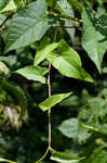 Fringed black bindweed